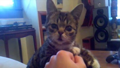 Craquant Le Bebe Chat Le Plus Mignon Du Monde C Est Lui Sur Orange Videos