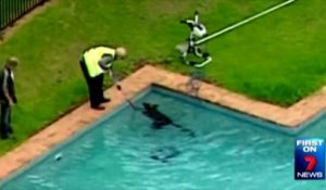 Un kangourou piégé dans une piscine