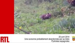 VIDÉO - Bébés tigres, bébés phoques, oursonne, chatons : ces animaux vont vous faire craquer