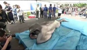 Un requin extrêmement rare et méconnu pêché au Japon
