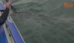 Un grand requin Blanc attaque un bateau! Violent...