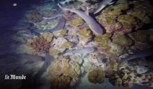 Plongée dans les eaux de l'île Coco, paradis aquatique menacé par les pilleurs