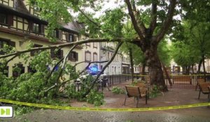 Une branche d'arbre tombe place des orphelins à Strasbourg