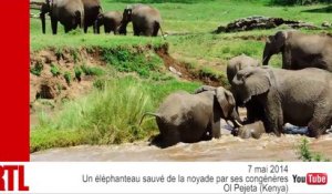 VIDÉO - Un éléphanteau sauvé de la noyade par son troupeau