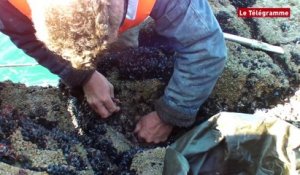 Cap-Sizun. Pêche de pouces-pieds devant le port de Brézellec