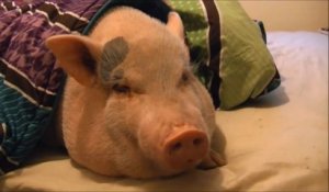 Cochon accroc aux cookies : même en dormant il peut sentir un cookie de loin!