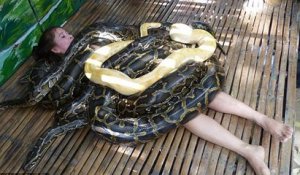 Philippines : l'incroyable massage aux pythons - ZAPPING ACTU HEBDO DU 11/10/2014