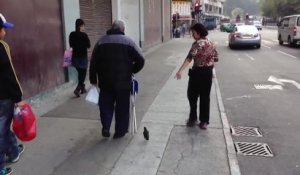 Un oiseau suit un homme dans la rue