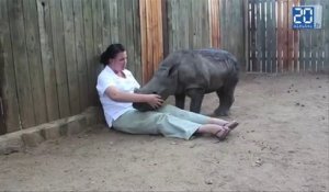 Un bébé Rhinocéros sauvé fait un calin