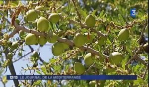 France 3 - Journal de la Méditerranée - Samedi 14 juin 2014