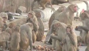 Des milliers de singes envahissent la ville d'Agra, en Inde