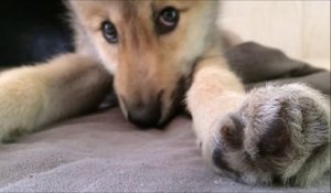 Psychose Un Loup Se Promene En Pleine Ville Dans Les Rues De Bulle Sur Orange Videos