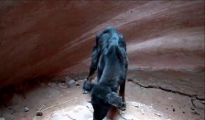 Un homme sauve un bébé chien coincé dans un canyon!