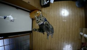 Chat saute très haut en slow motion