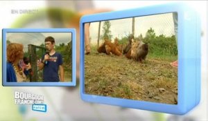 Direct Matin à Villers-les-Pots : Adopter des poules pour réduire ses déchets