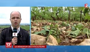 Après la grêle, la désolation des viticulteurs de Bourgogne