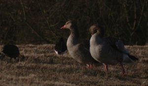 L’Oie cendrée (Le Tour de France de la biodiversité 4/21)