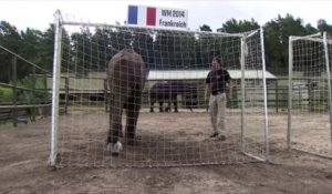 Nelly l'éléphante prédit une défaite de la France