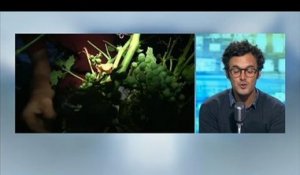 Orages dans l'Aude: "Un vignoble détruit en douze minutes, ça fait mal aux tripes", dit un vigneron