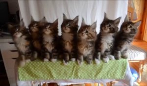 Ces Bebes Avatar Sont Ils Mignons Ou Effrayants Sur Orange Videos