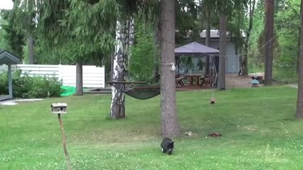 Une Course Poursuite Entre Un Chat Et Un Chien Qui Termine Mal Sur Orange Videos