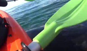 Kayak soulevé par une baleine... Belle rencontre mais un peu flippant!