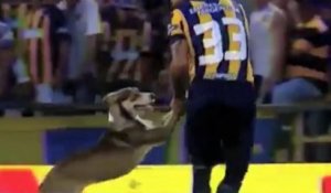 Un chien fait irruption sur le terrain et suspend le match !