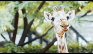 Bande-annonce : Girafada - VOST