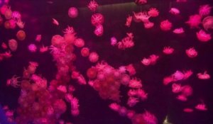 Un aquarium qui fait aimer les méduses