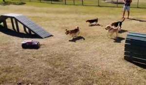 Course de beagles contre voiture télécommandée!