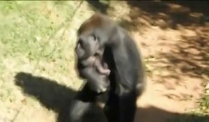 Naissance D Un Bebe Gorille Au Zoo De San Diego