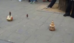 Des oiseaux font la manche dans la rue (Chine)