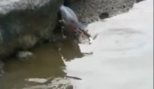 Un oiseau à une technique bien à lui pour attraper du poisson