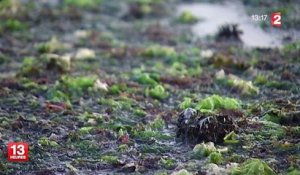 Moins d'algues vertes en Bretagne, mais davantage en Normandie