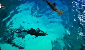 Alerte aux requins en méditerranée