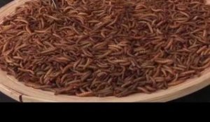 Lowlands-bezoekers zetten tanden in meelworm