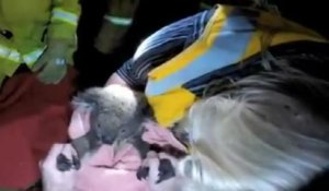 Un koala sauvé grâce au bouche-à-bouche d'une secouriste