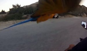 Un jeune homme fait du scooter avec un perroquet