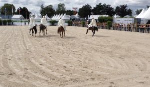 Chevaux du monde à l'honneur: le barbe marocain