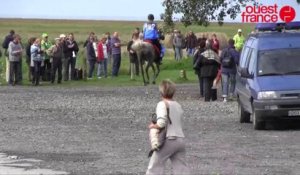 Jeux equestres mondiaux : l'émir n'aligne pas le cheval élevé par Laurence Cornichet à l'épreuve d'endurance