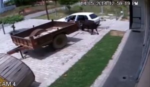 Russie - il vole une vache en la poussant dans sa voiture