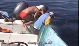Ils sauvent une baleine coincée dans un filet de pêche