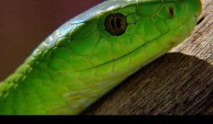 EXTRAIT - Un des plus beaux serpents : le Mamba vert d'Afrique du Sud