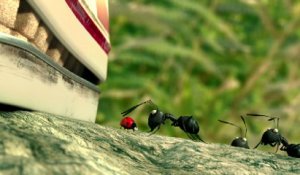Minuscule, la vallée des fourmis perdues - Bande-annonce