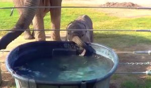 Un bébé éléphant apprend à se servir de sa trompe