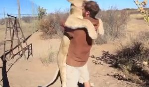 Un lion fait un gros câlin à son dresseur!