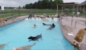 Pool party avec des chiens