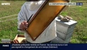 Grand Angle: La disparition des abeilles - 23/09