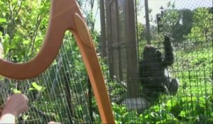 De la harpe pour les gorilles d'un zoo américain