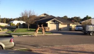 Combat de kangourous en pleine rue.